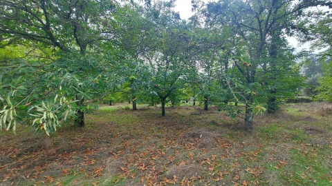 Quinta T0 para Venda em Mangualde, Mesquitela e Cunha Alta
