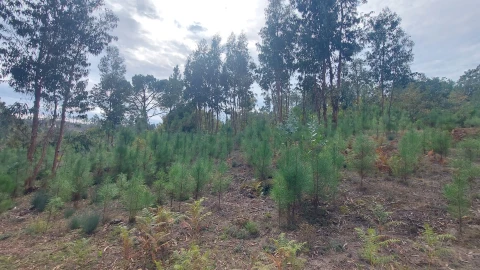 Quinta T0 para Venda em Mangualde, Mesquitela e Cunha Alta