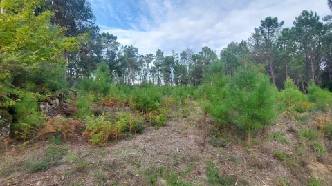 Quinta T0 para Venda em Mangualde, Mesquitela e Cunha Alta