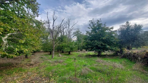 Quinta T0 para Venda em Mangualde, Mesquitela e Cunha Alta