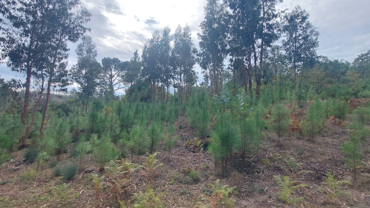 Quinta T0 para Venda em Mangualde, Mesquitela e Cunha Alta Foto 4