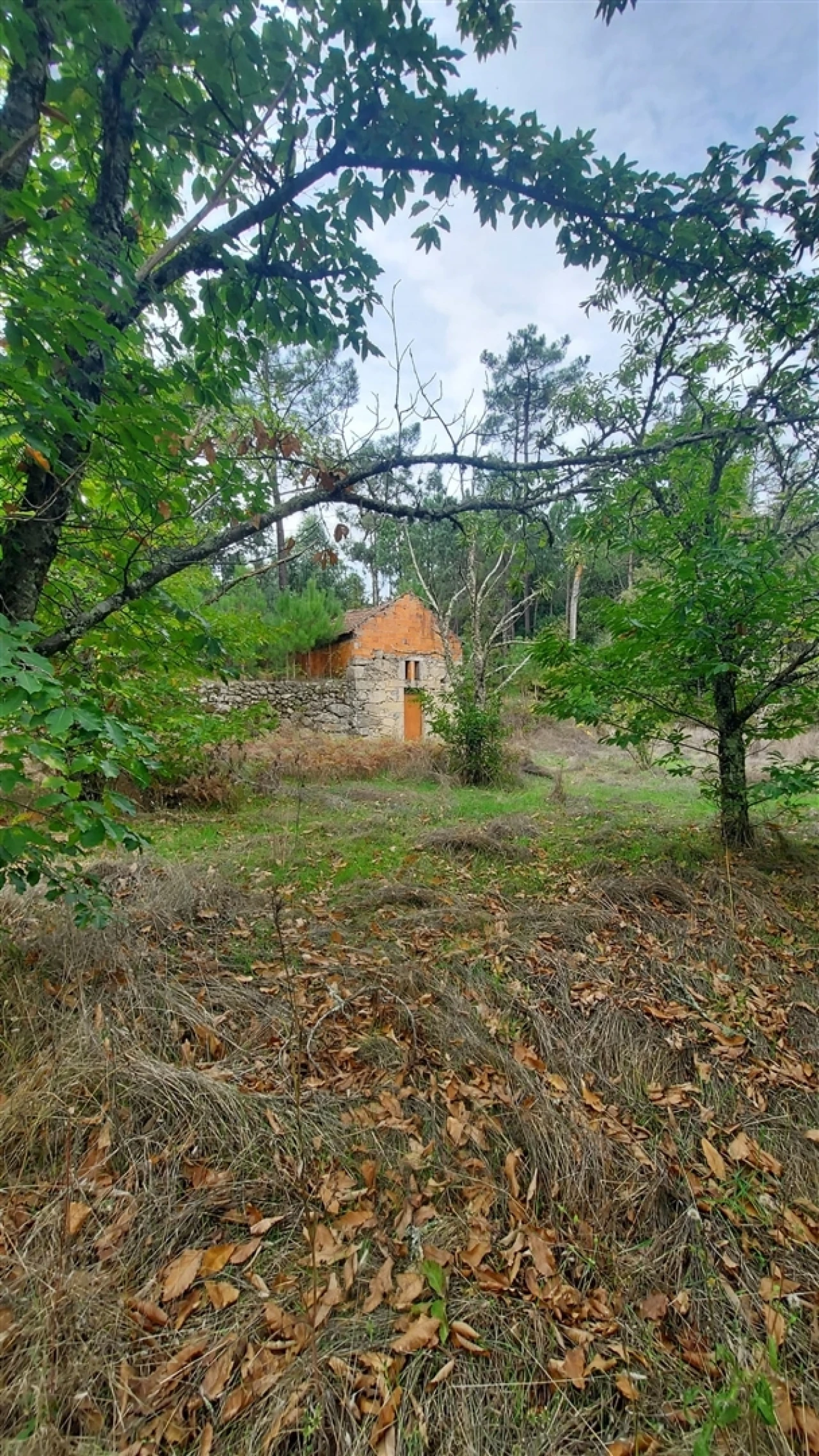 Quinta T0 para Venda em Mangualde, Mesquitela e Cunha Alta Foto 26