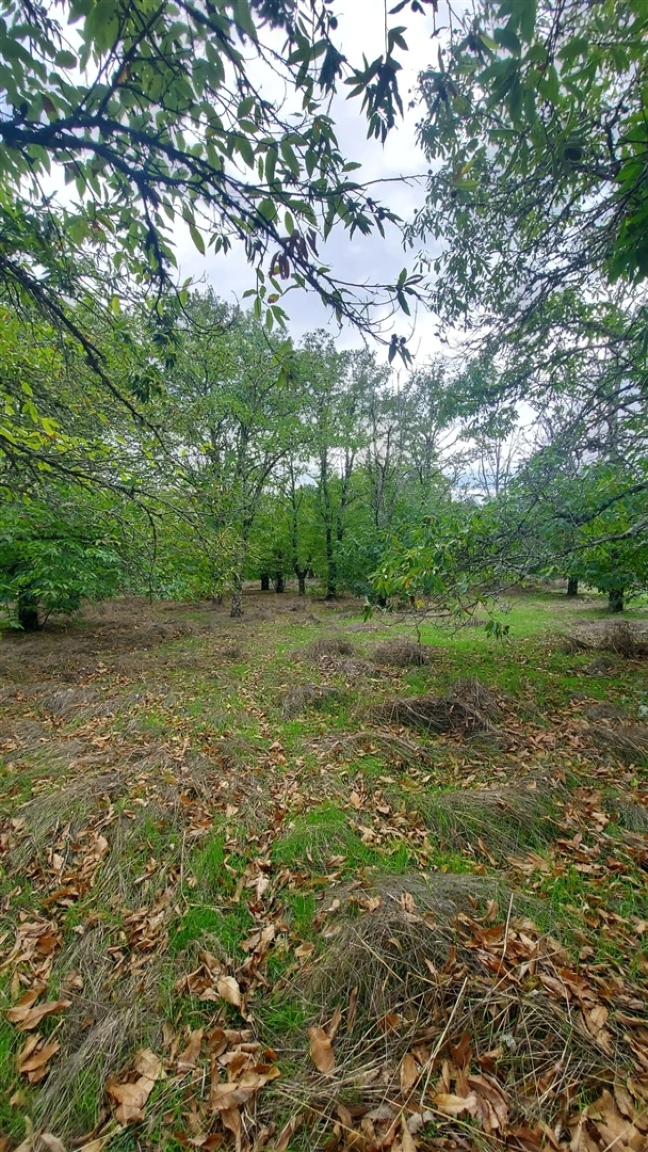 Quinta T0 para Venda em Mangualde, Mesquitela e Cunha Alta Foto 25