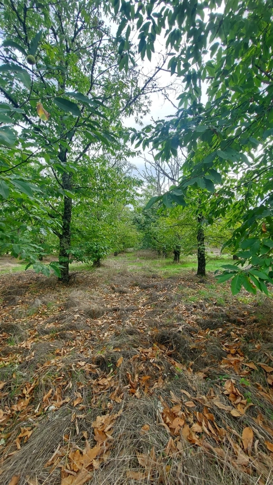 Quinta T0 para Venda em Mangualde, Mesquitela e Cunha Alta Foto 20