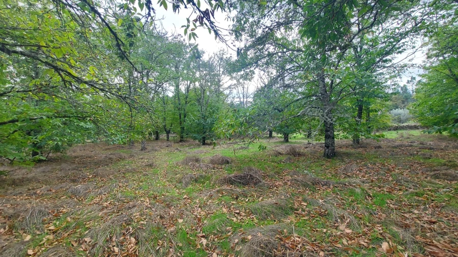 Quinta T0 para Venda em Mangualde, Mesquitela e Cunha Alta Foto 27