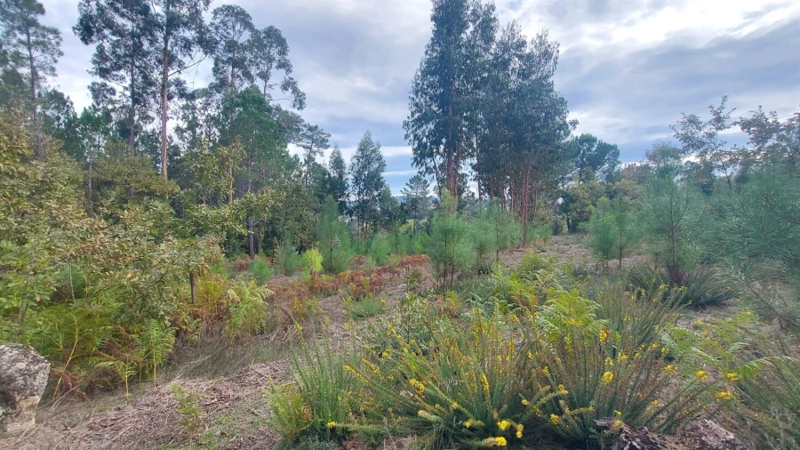 Quinta T0 para Venda em Mangualde, Mesquitela e Cunha Alta Foto 6