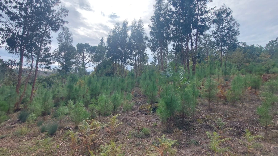 Quinta T0 para Venda em Mangualde, Mesquitela e Cunha Alta Foto 4