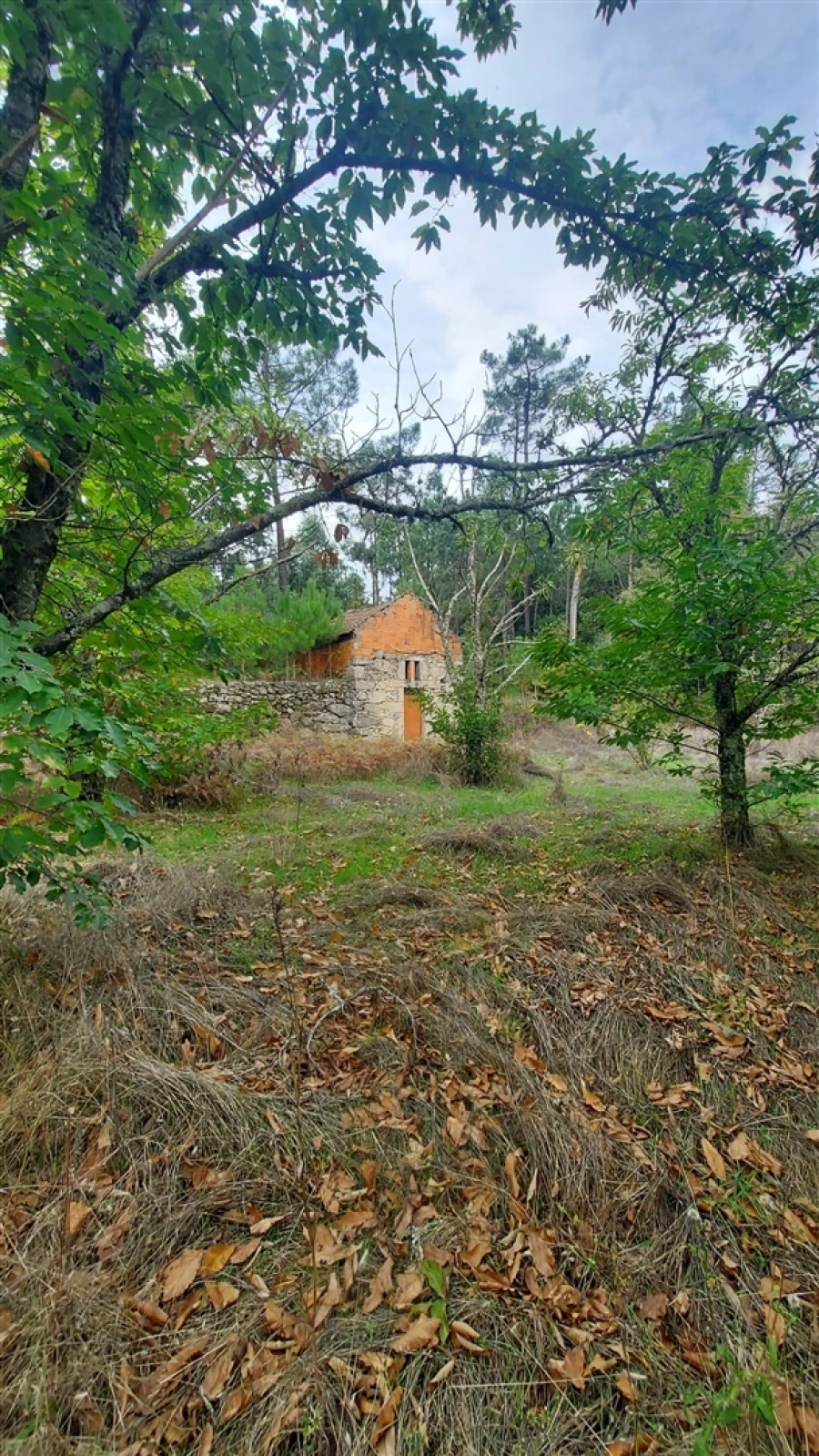 Quinta T0 para Venda em Mangualde, Mesquitela e Cunha Alta Foto 26