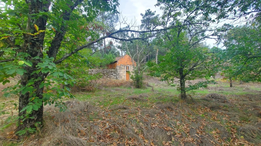 Quinta T0 para Venda em Mangualde, Mesquitela e Cunha Alta Foto 18