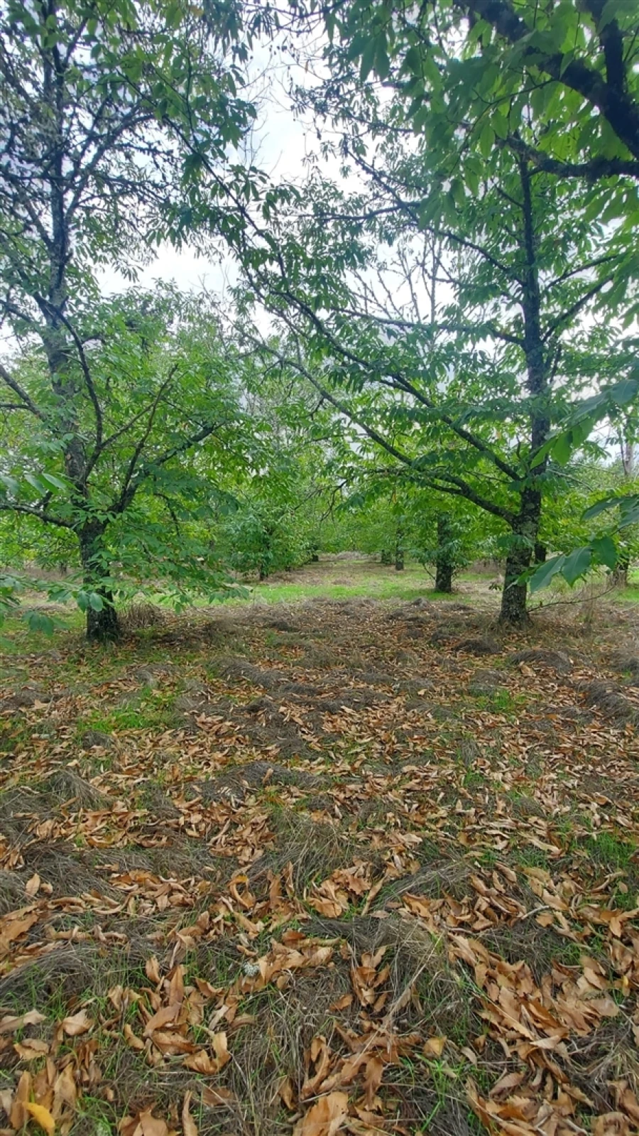Quinta T0 para Venda em Mangualde, Mesquitela e Cunha Alta Foto 22