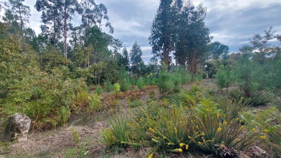 Quinta T0 para Venda em Mangualde, Mesquitela e Cunha Alta Foto 2