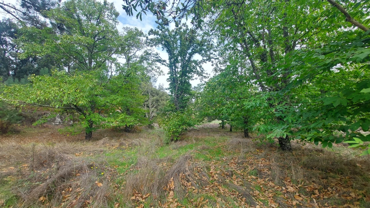 Quinta T0 para Venda em Mangualde, Mesquitela e Cunha Alta Foto 17