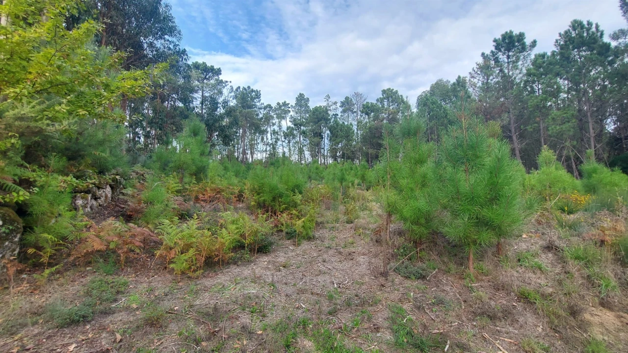 Quinta T0 para Venda em Mangualde, Mesquitela e Cunha Alta Foto 5