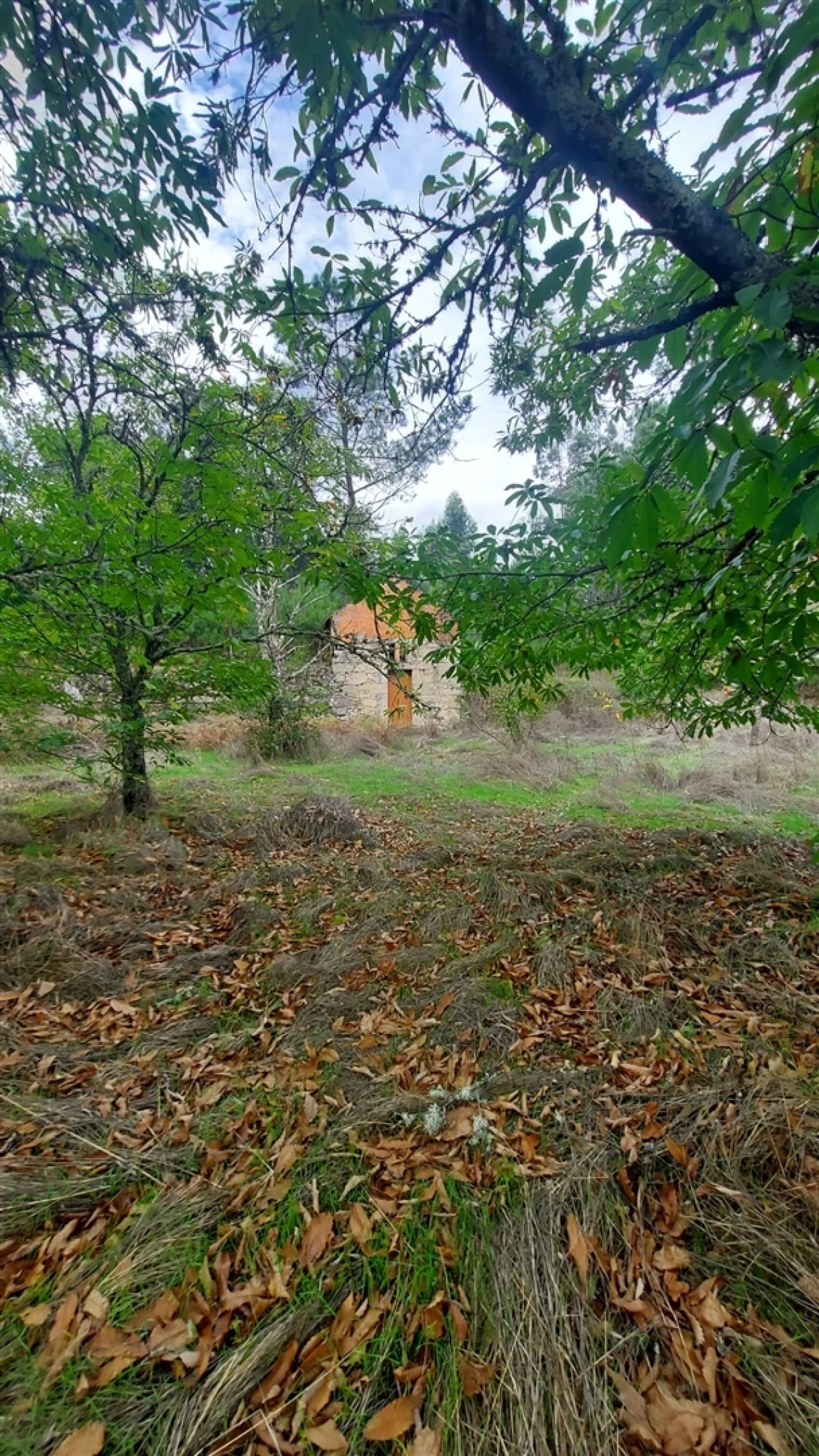Quinta T0 para Venda em Mangualde, Mesquitela e Cunha Alta Foto 24