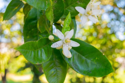 Quarto para Arrendamento em Aradas