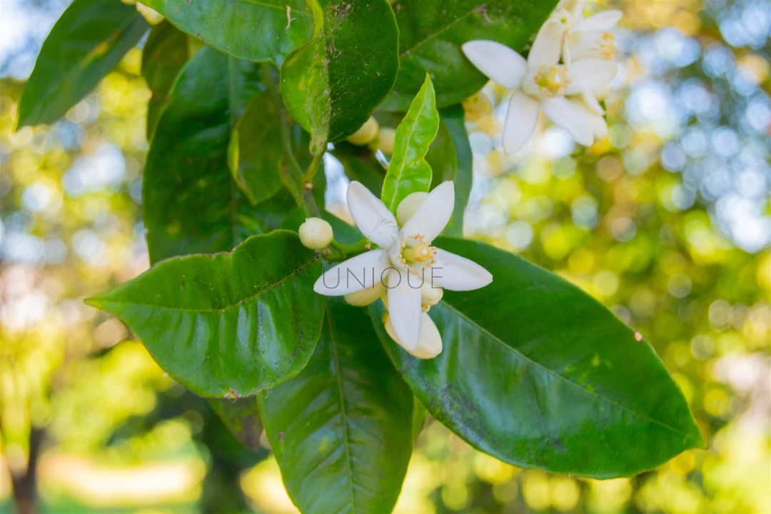 Quarto para Arrendamento em Aradas Foto 52