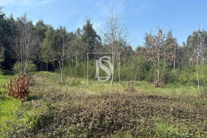 Terreno para Venda em Tondela e Nandufe