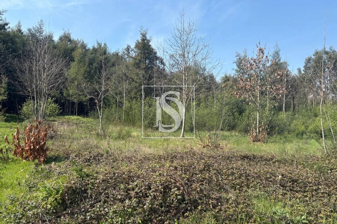 Terreno para Venda em Tondela e Nandufe Foto 2