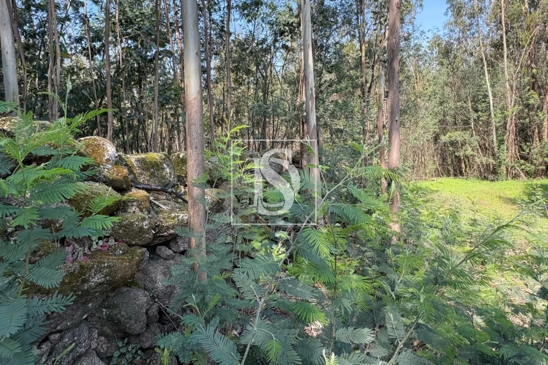 Terreno para Venda em Tondela e Nandufe Foto 12