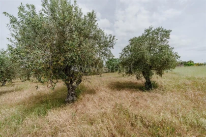 Terreno para Venda em Caria