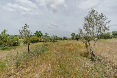 Terreno para Venda em Caria