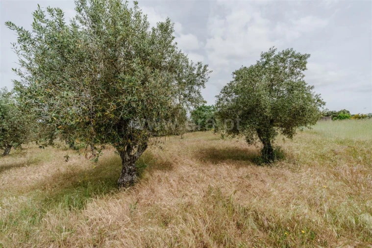 Terreno para Venda em Caria Foto 11