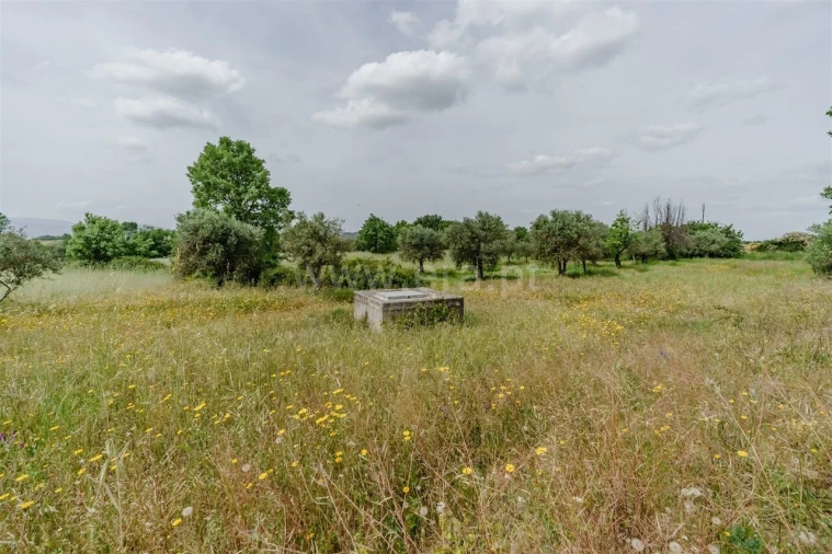 Terreno para Venda em Caria Foto 14
