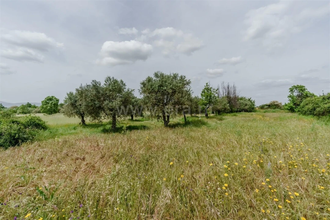 Terreno para Venda em Caria Foto 17