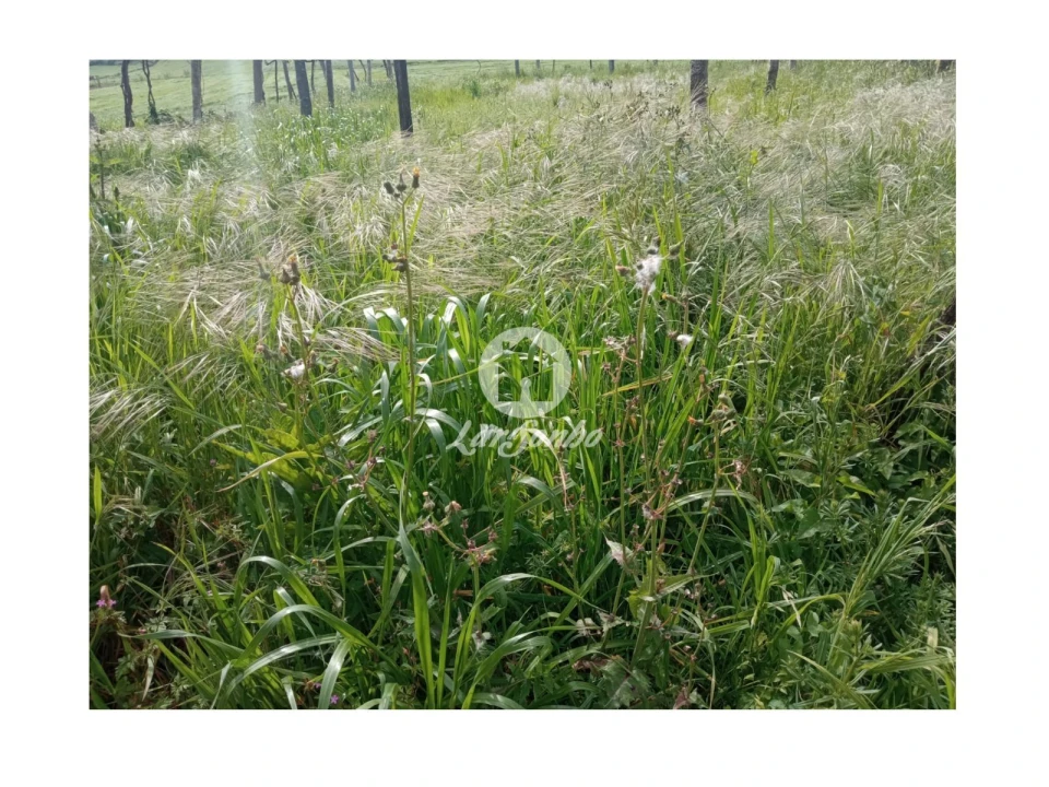 Terreno Agricola ou Rústico para Venda em Cristelo Foto 8