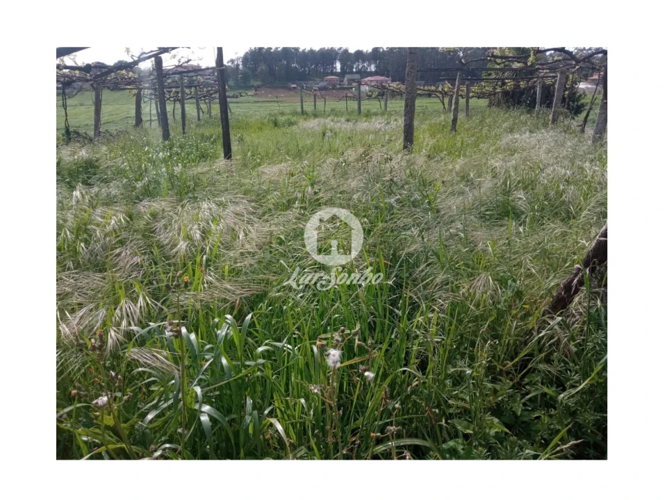Terreno Agricola ou Rústico para Venda em Cristelo Foto 9