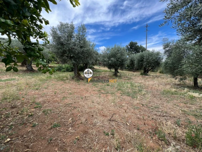 Quinta T0 para Venda em Castelo Branco Foto 38