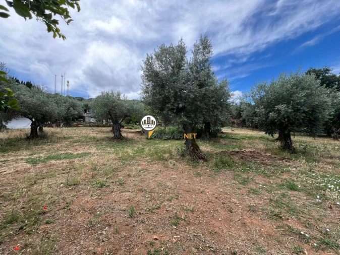 Quinta T0 para Venda em Castelo Branco Foto 46