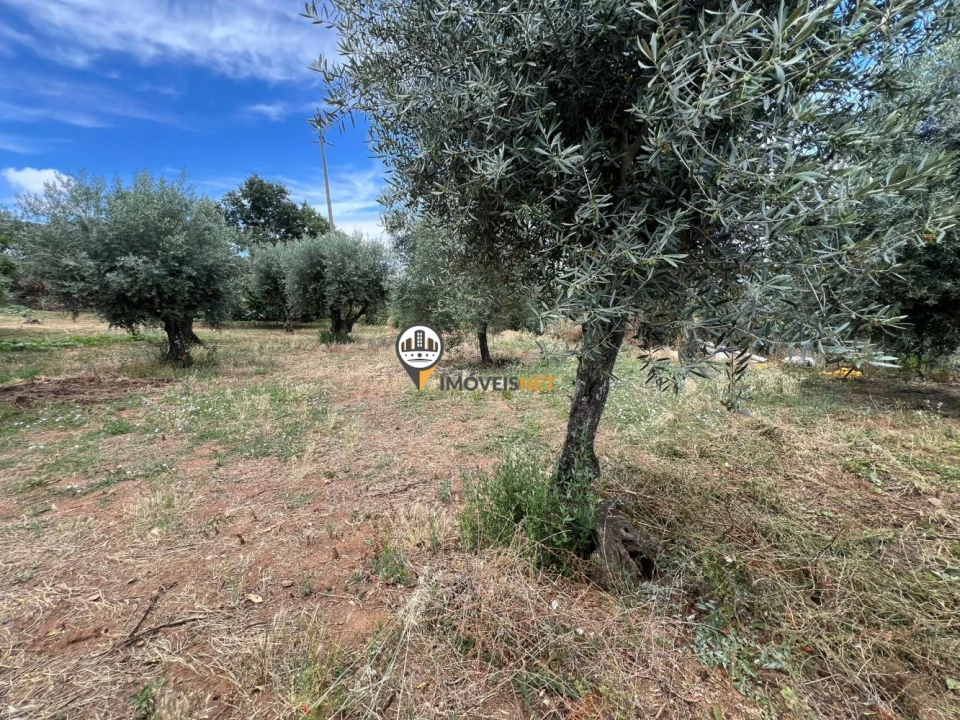 Quinta T0 para Venda em Castelo Branco Foto 45