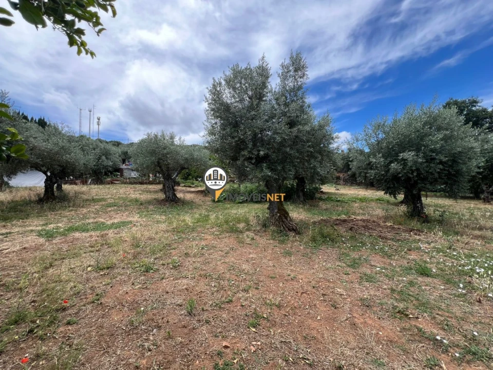 Quinta T0 para Venda em Castelo Branco Foto 46