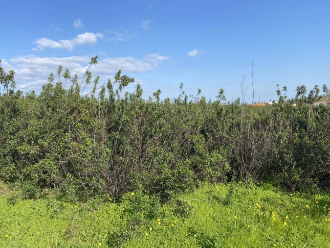 Terreno Misto para Venda em Azinhal Foto 15