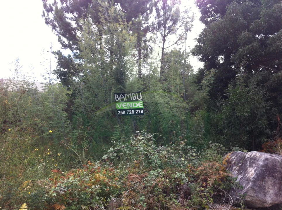 Terreno para Venda em Vilar de Mouros Foto 12