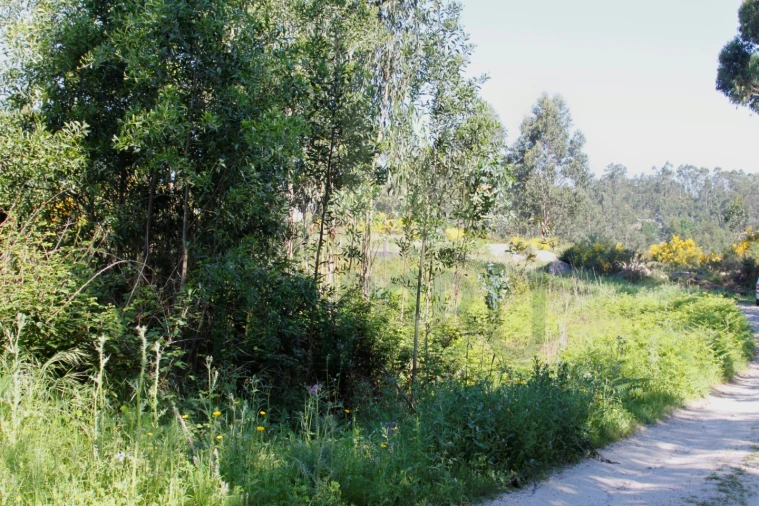 Terreno para Venda em Vilar de Mouros Foto 3
