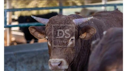 Quinta T10 para Venda em Nossa Senhora da Vila, Nossa Senhora do Bispo e Silveiras