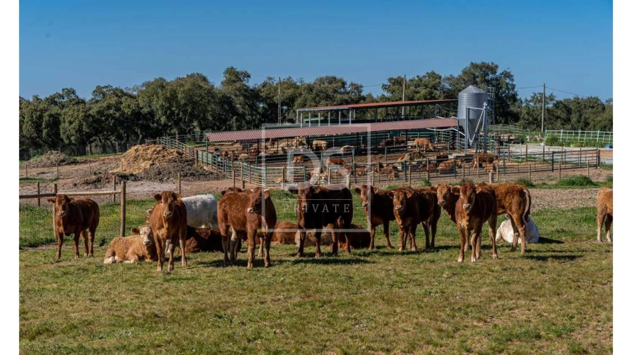 Quinta T10 para Venda em Nossa Senhora da Vila, Nossa Senhora do Bispo e Silveiras Foto 12