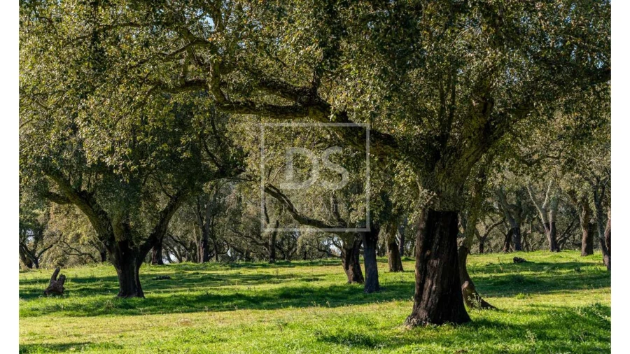 Quinta T10 para Venda em Nossa Senhora da Vila, Nossa Senhora do Bispo e Silveiras Foto 13
