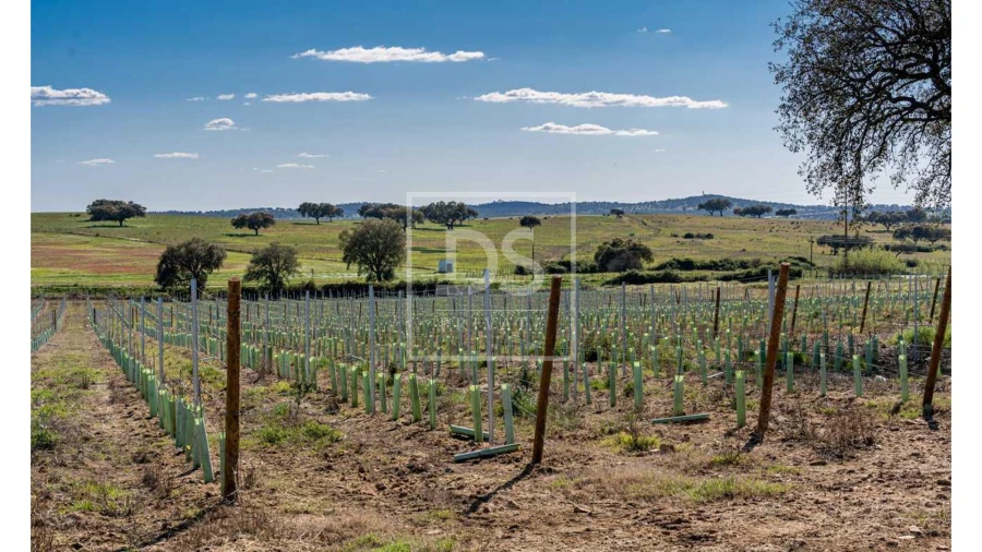 Quinta T10 para Venda em Nossa Senhora da Vila, Nossa Senhora do Bispo e Silveiras Foto 11