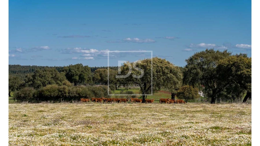 Quinta T10 para Venda em Nossa Senhora da Vila, Nossa Senhora do Bispo e Silveiras Foto 19
