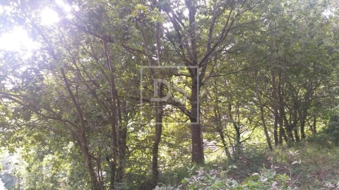 Terreno para Venda em Valdosende