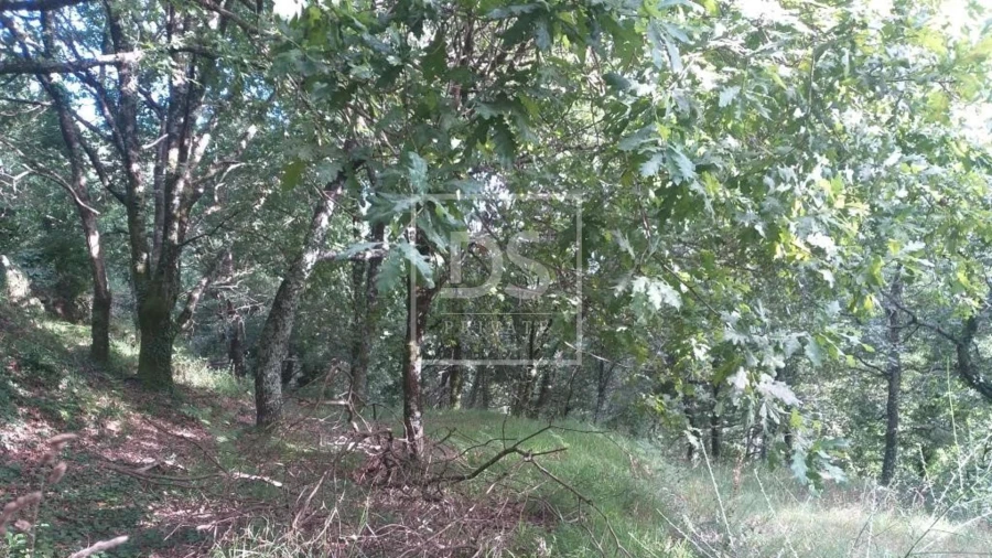 Terreno para Venda em Valdosende Foto 8