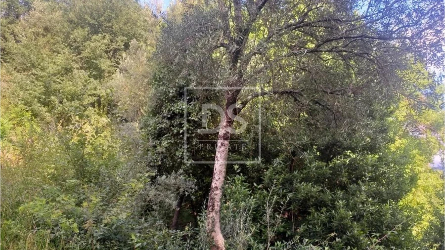 Terreno para Venda em Valdosende Foto 3