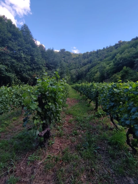 Quinta T7 para Venda em Fornos