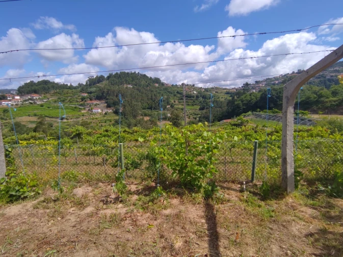 Quinta T7 para Venda em Fornos Foto 13