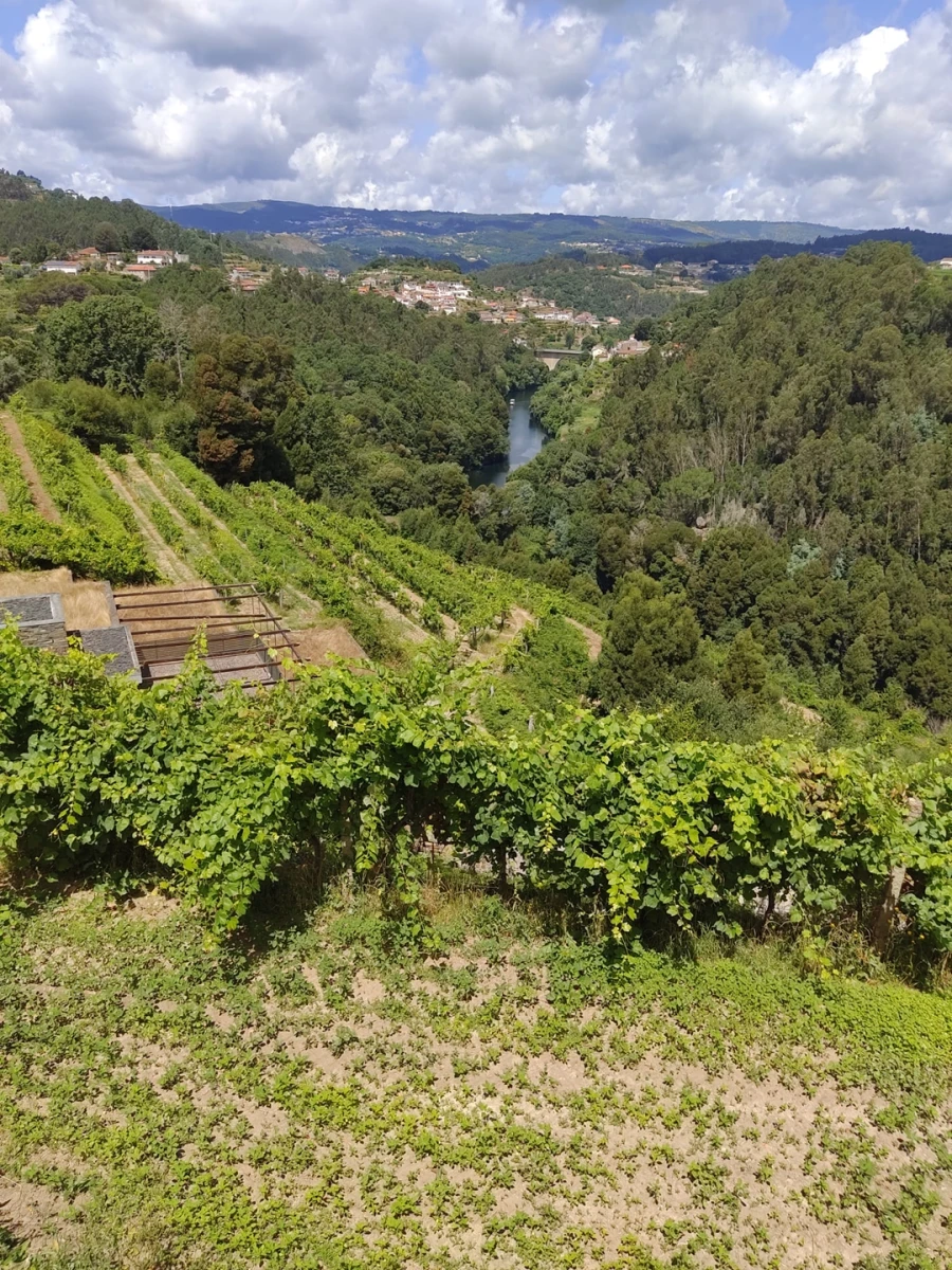 Quinta T7 para Venda em Fornos Foto 15