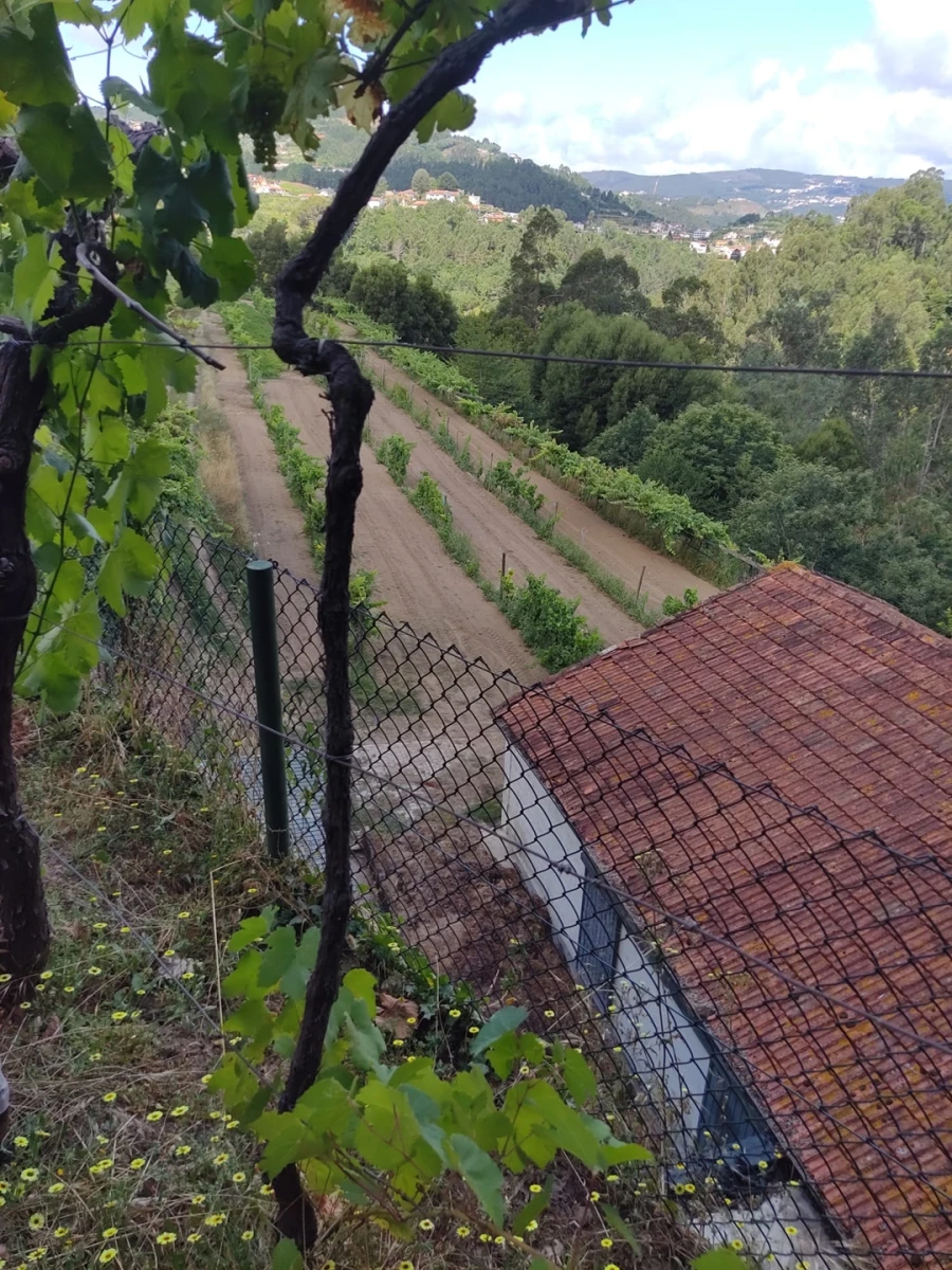 Quinta T7 para Venda em Fornos Foto 10