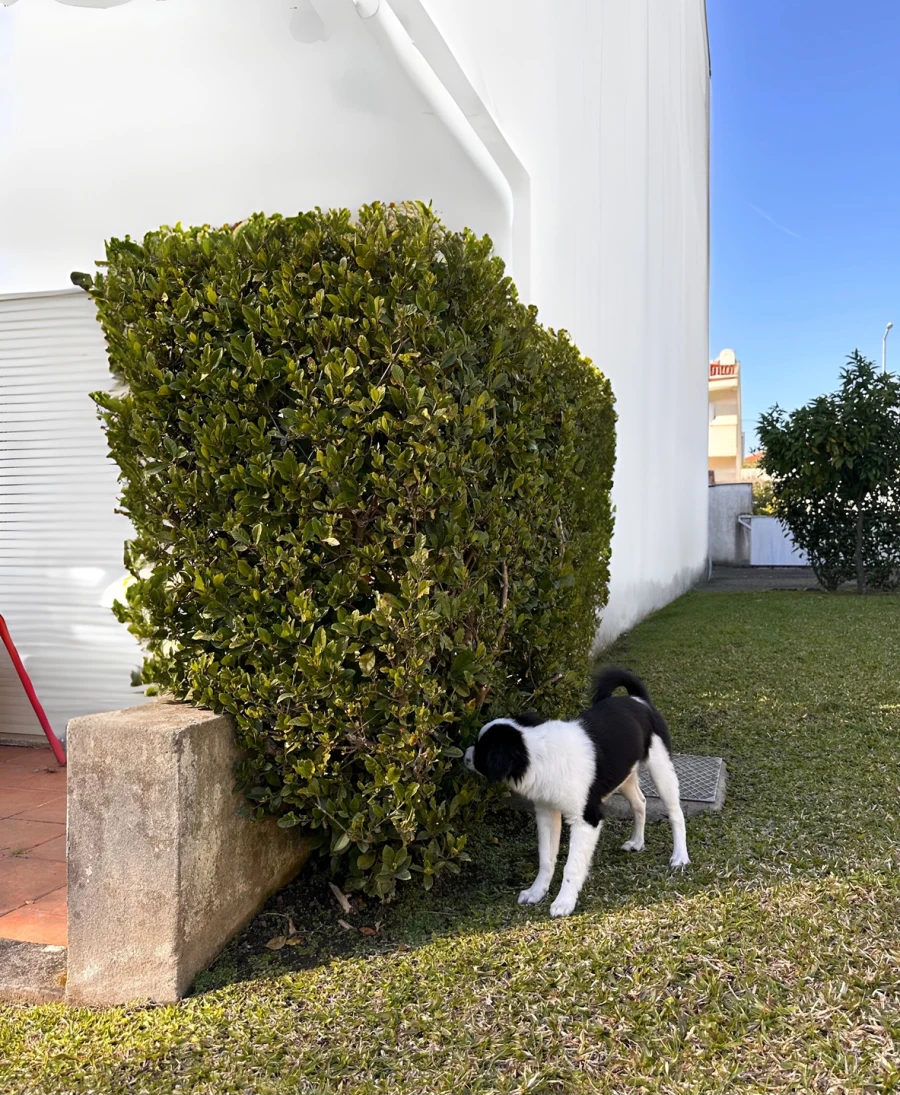 Moradia T4 para Venda em Merelim (São Paio), Panoias e Parada de Tibães Foto 35